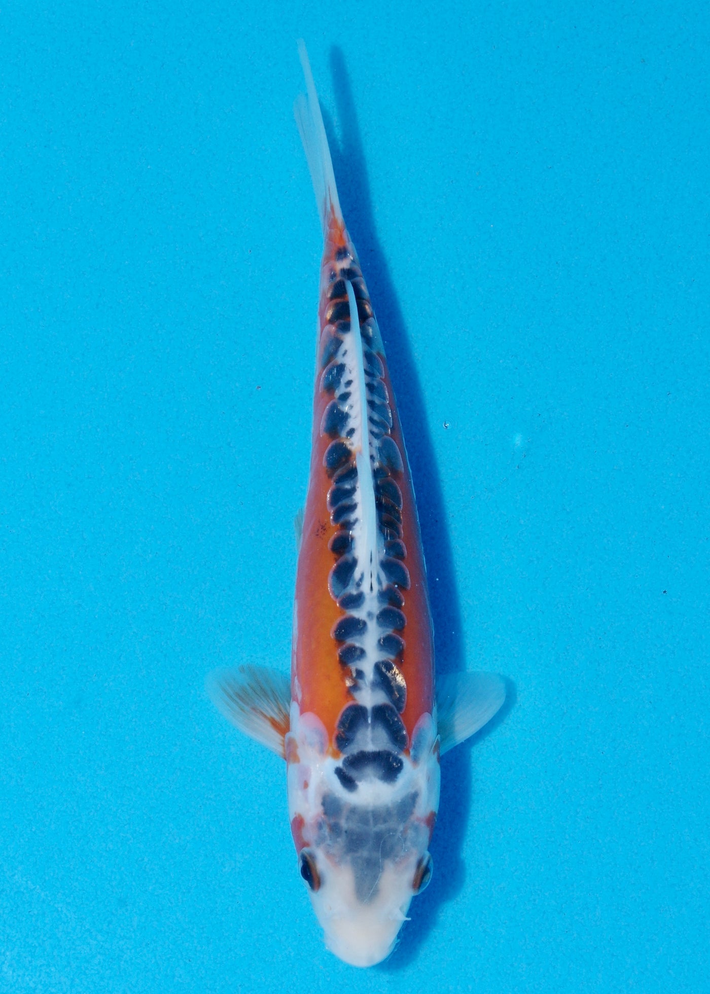 22cm Shusui (Byer Koi Farm) REF - OCT050