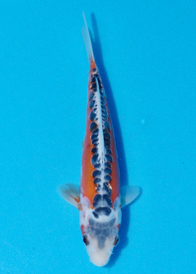 22cm Shusui (Byer Koi Farm) REF - OCT050