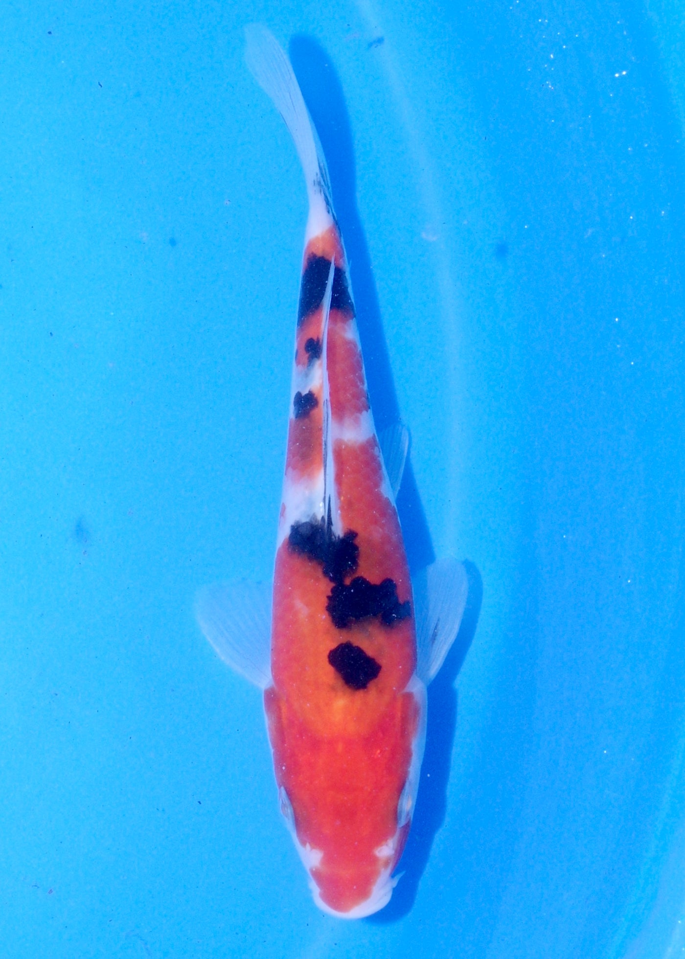 18cm Sanke (Marudo) REF - JUN51