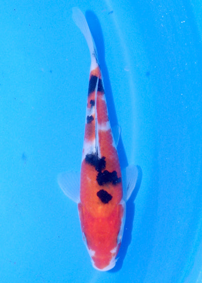 18cm Sanke (Marudo) REF - JUN51