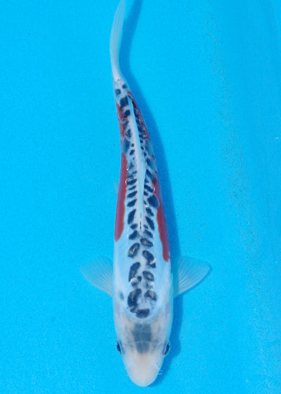 23cm Shusui (Byer Koi Farm) REF - OCT051