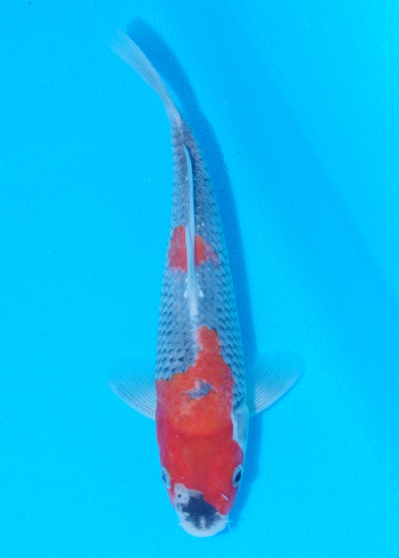 24cm Goshiki (Byer Koi Farm) REF - MA90
