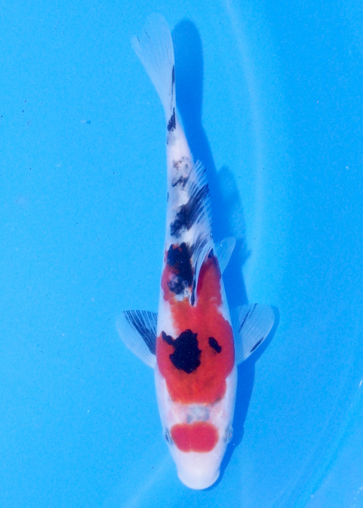 18cm Sanke (Marudo) REF - JUN52