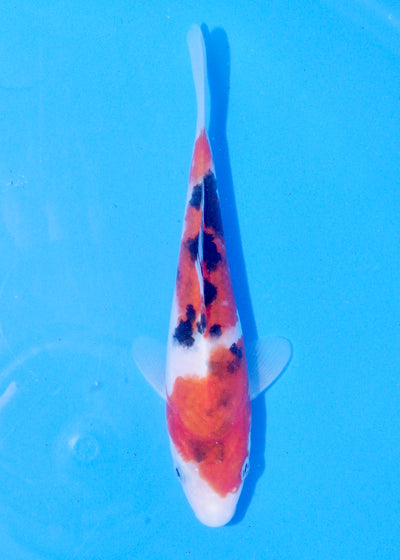 18cm Sanke (Marudo) REF - JUN53
