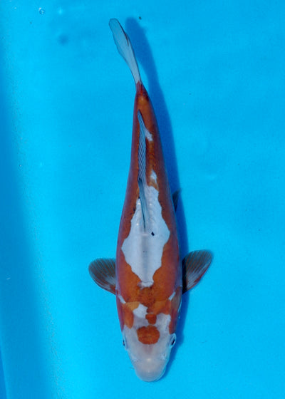 25cm Doitsu Ochiba (Byer Koi Farm) REF - OCT053