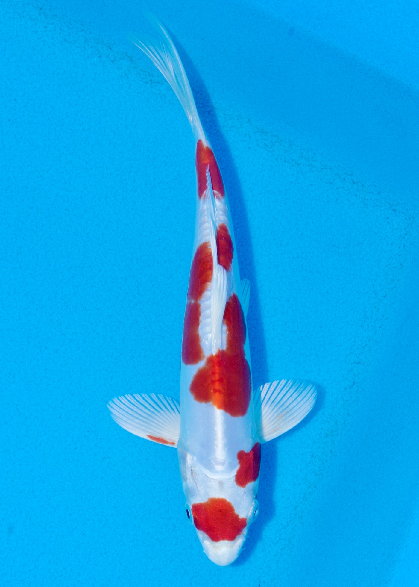 23cm Kikisui (Yagengi) REF - OCT054