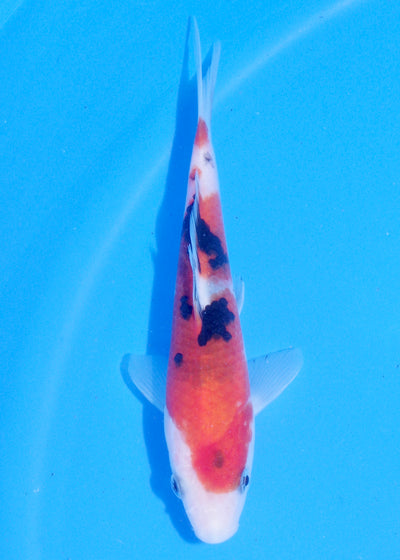 18cm Sanke (Marudo) REF - JUN54