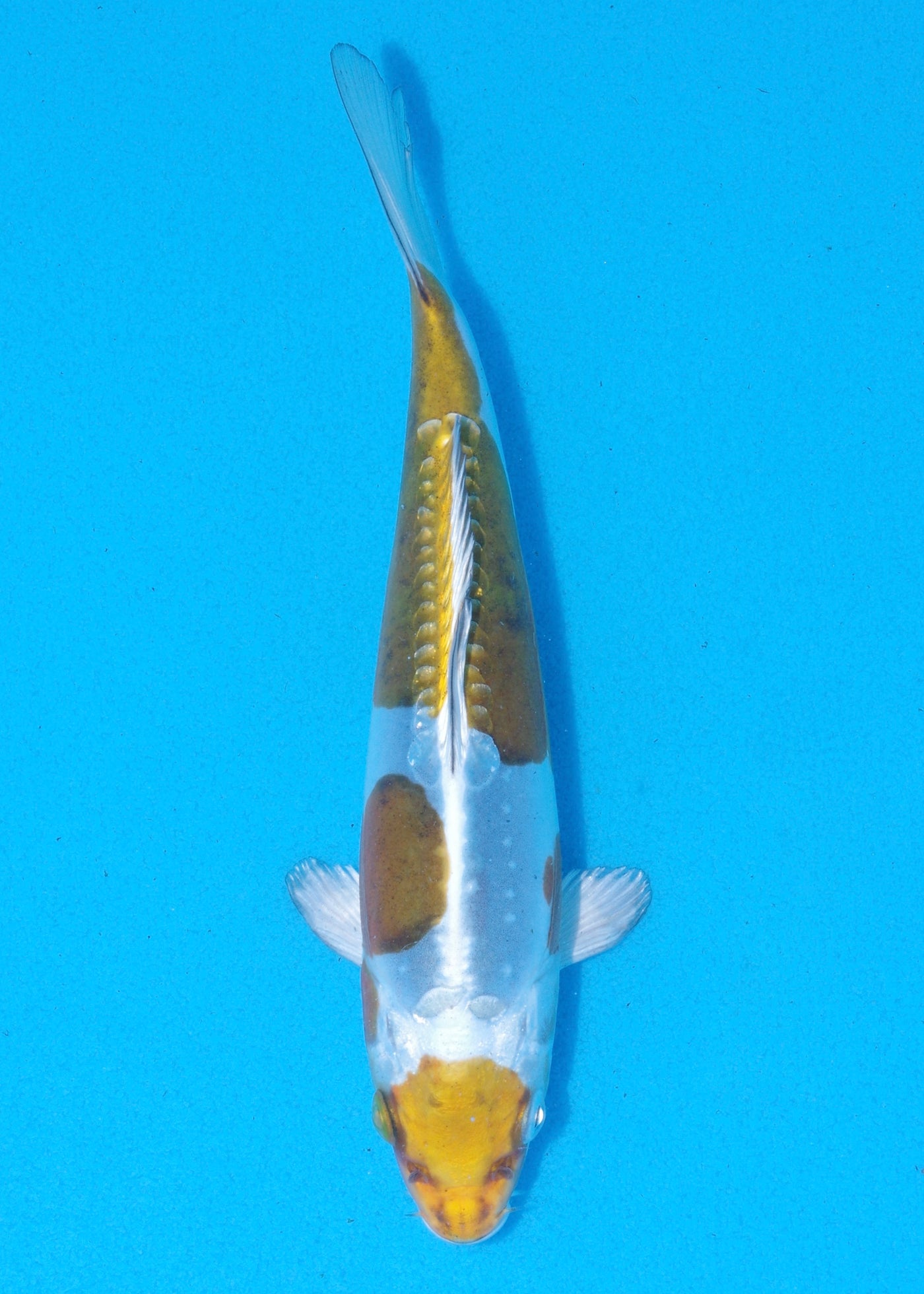 20cm Doitsu Kogane Ochiba (Byer Koi Farm) REF - MA93