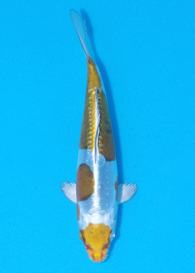 20cm Doitsu Kogane Ochiba (Byer Koi Farm) REF - MA93