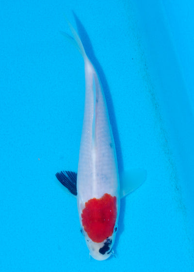 22cm Tancho Showa (Sekiguchi) REF - OCT055