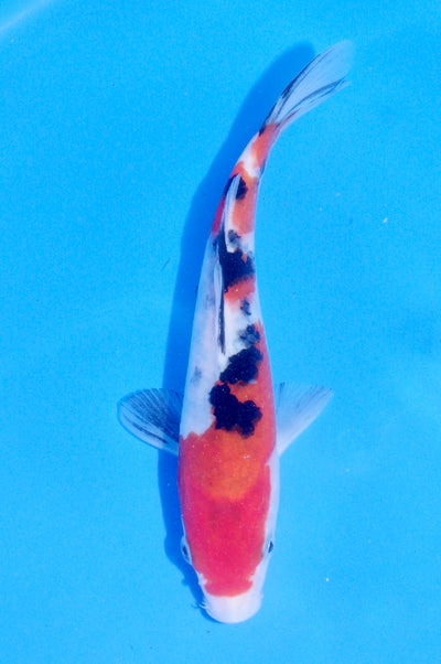 18cm Sanke (Marudo) REF - JUN55