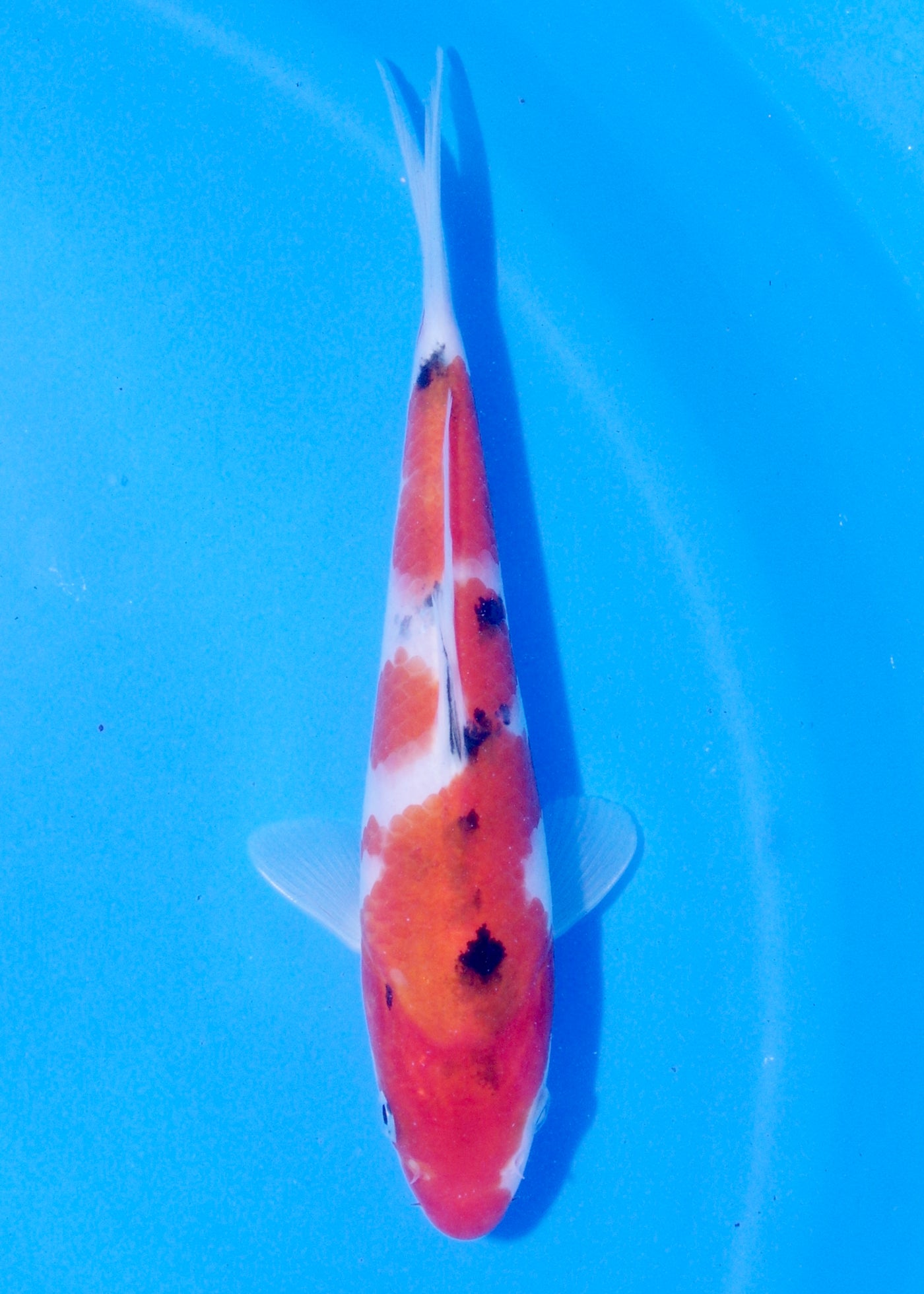 18cm Sanke (Marudo) REF - JUN56