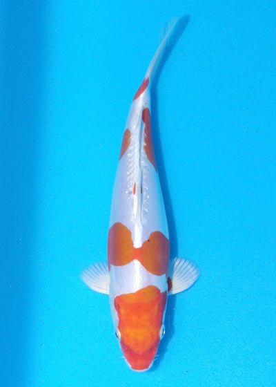 23cm Kikisui (Byer Koi Farm) REF - MA94
