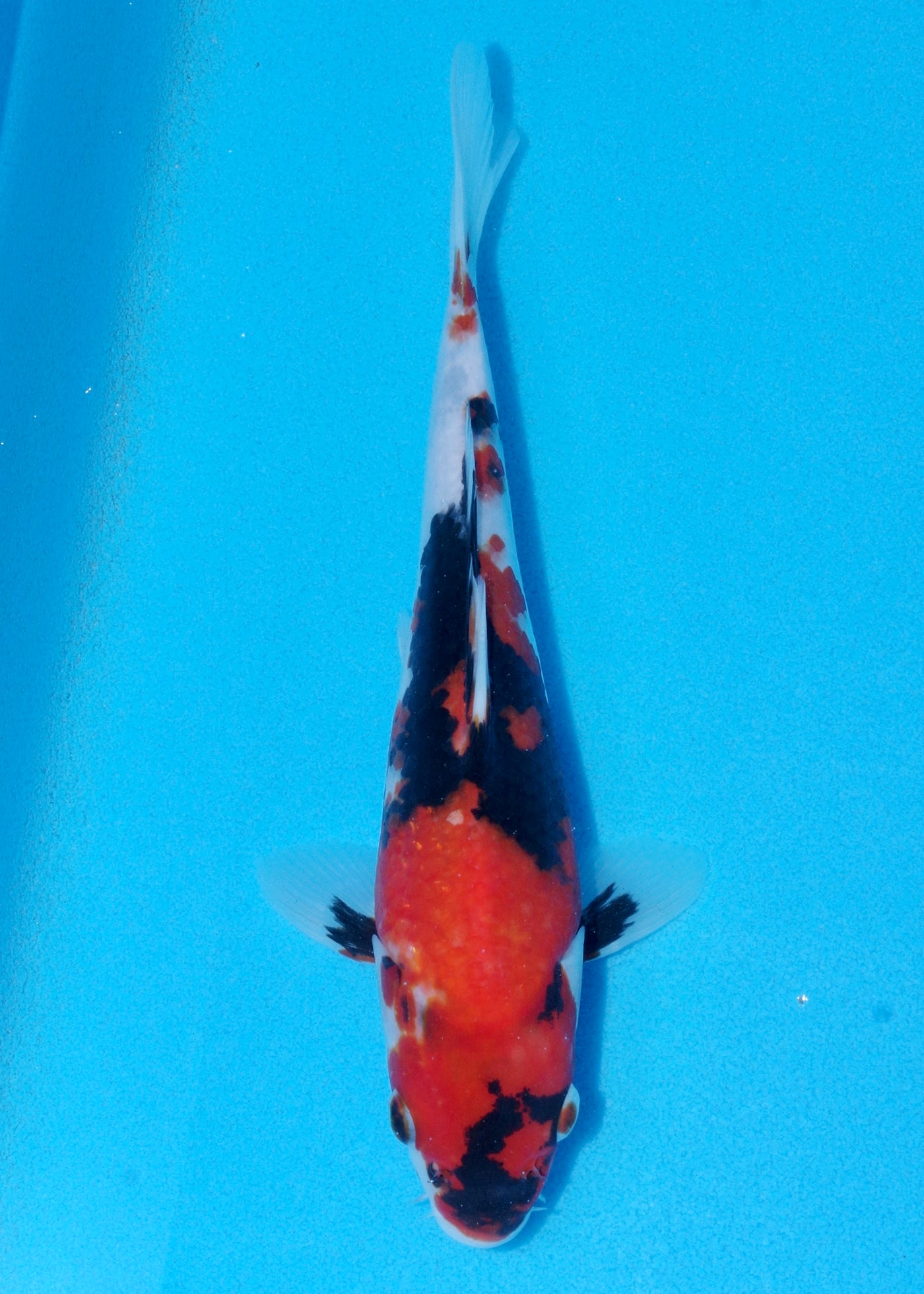 25cm Showa (Marusei) REF - OCT056