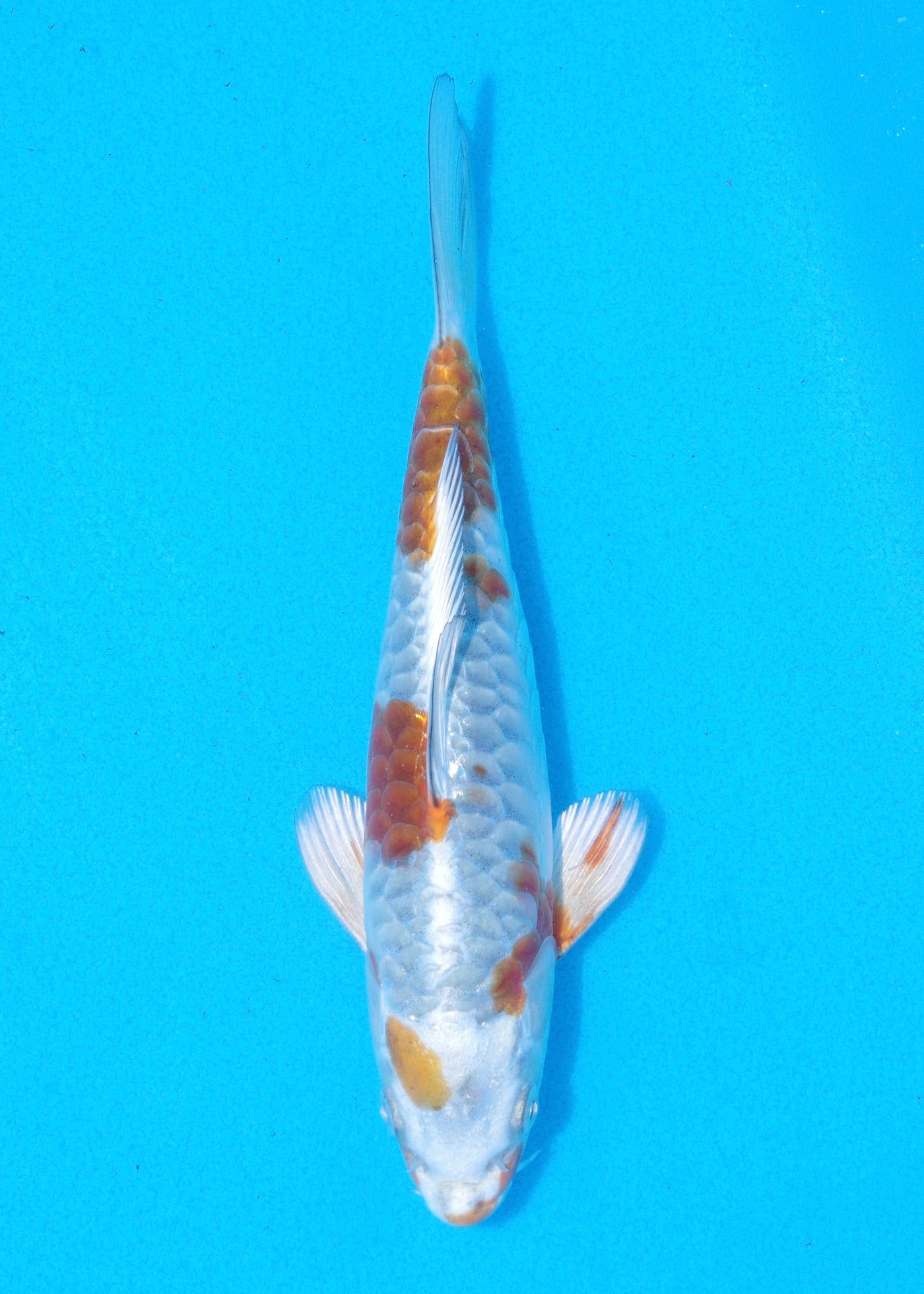 20.5cm Aragoke Kogane Ochiba (Byer Koi Farm) REF - MA95