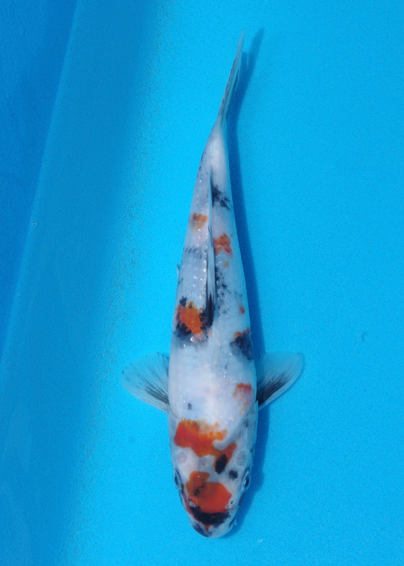 24cm Showa (Marujyu) REF - OCT057