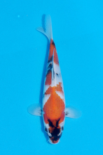 23cm Showa (Marujyu) REF - OCT058