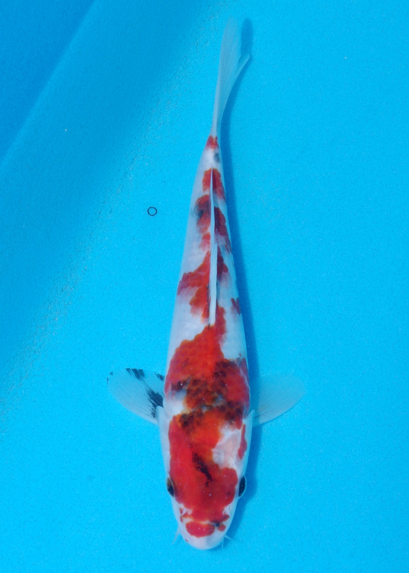 23cm Showa (Sekiguchi) REF - OCT059