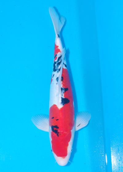 46cm Doitsu Sanke (Maruhide) REF - MA29
