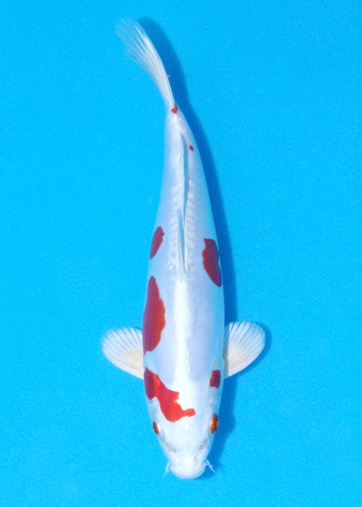 25cm Kikisui (Byer Koi Farm) REF - MA40