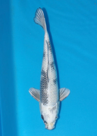 40cm Gin Shiro (Marusaka) REF - OCT009