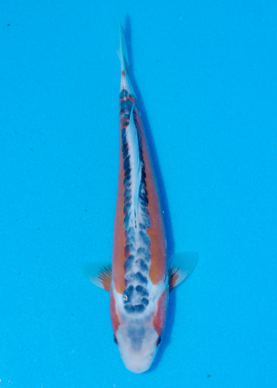 28cm Shusui (Byer Koi Farm) REF - JUN05
