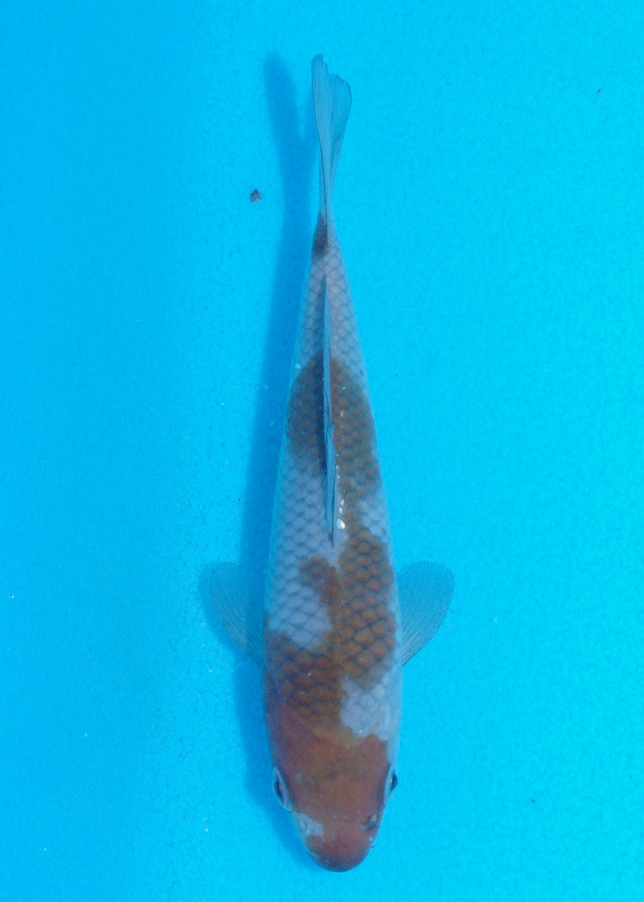 15cm Ochiba (Byer Koi Farm) REF SRR06 - JU10