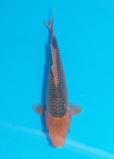 25cm Aka Matsuba (Byer Koi Farm) REF SRR06 - JU039