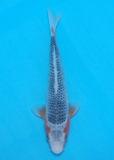 25cm Aka Matsuba (Byer Koi Farm) REF SRR06 - JU039