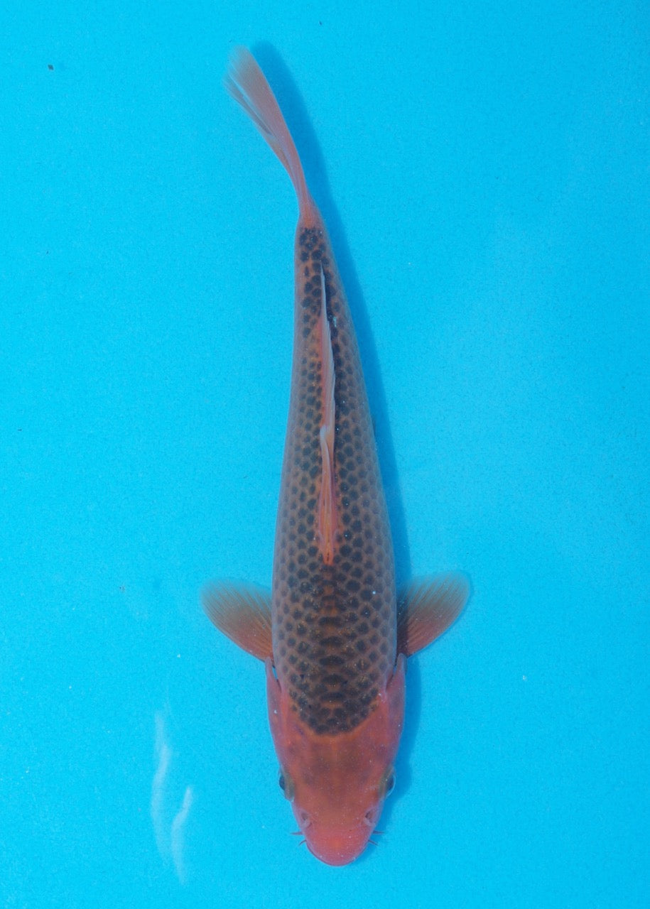 20cm Aka Matsuba (Byer Koi Farm) REF SRR06 - JU06