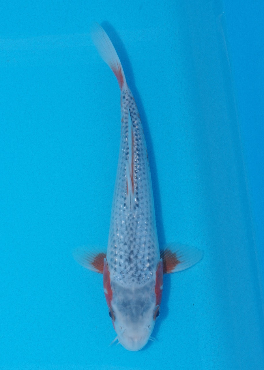22cm Asagi (Byer Koi Farm) REF SRR06 - JU04