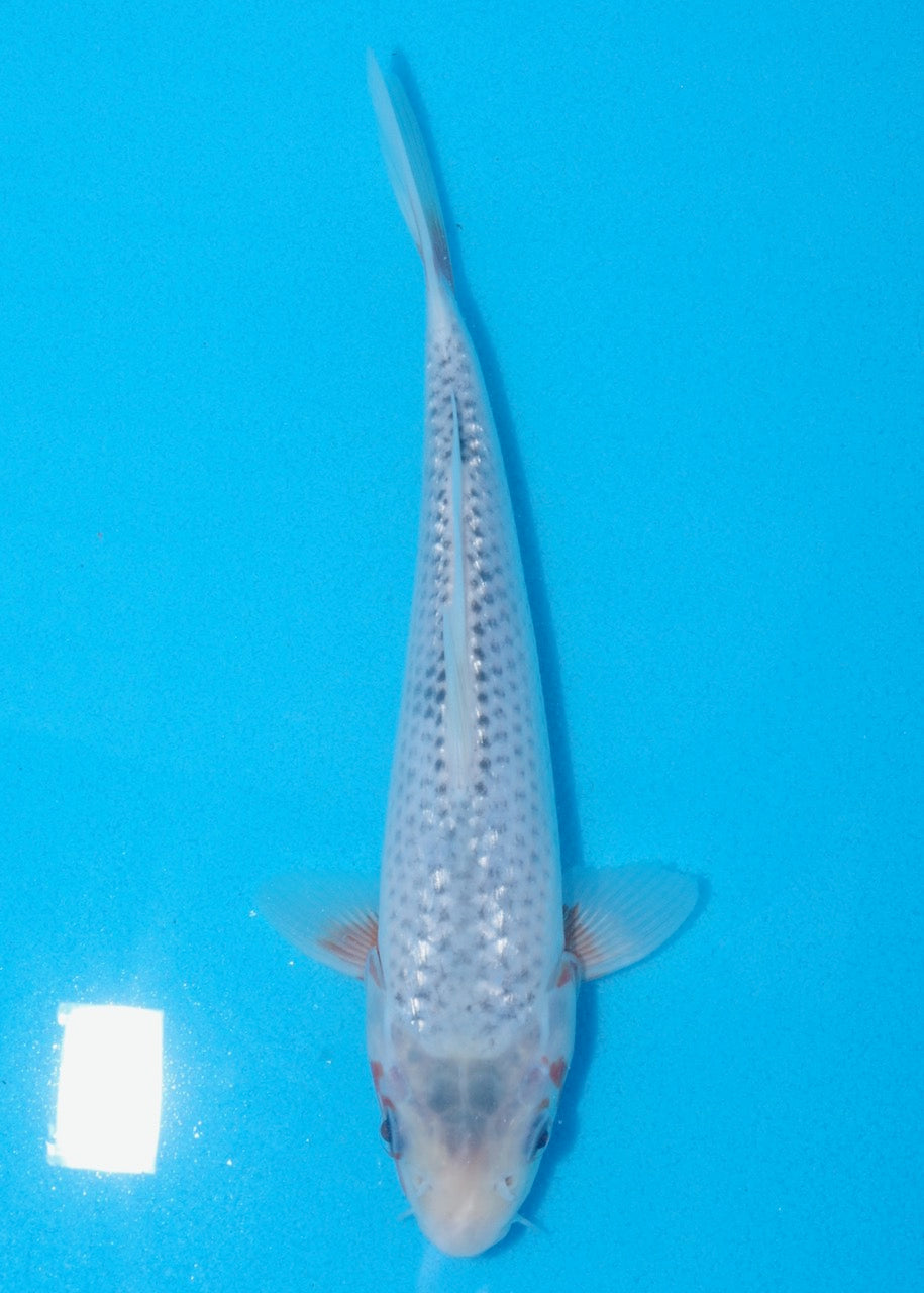 22cm Asagi (Byer Koi Farm) REF SRR06 - JU05