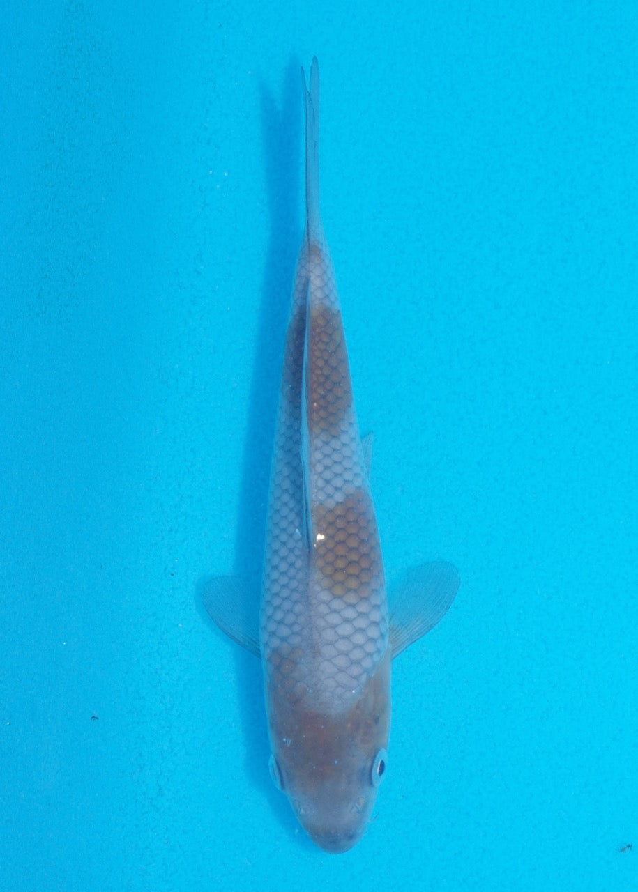 15cm Ochiba (Byer Koi Farm) REF SRR06 - JU08
