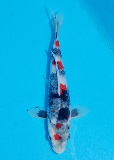 25cm Showa (Sekiguchi) REF - OCT060