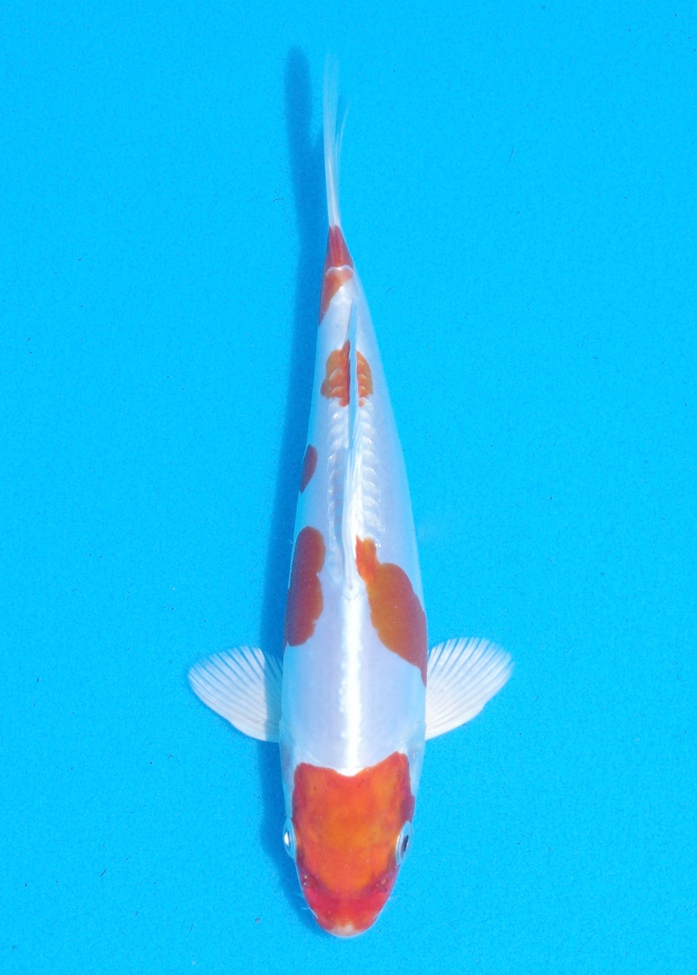 18.5cm Kikisui (Byer Koi Farm) REF - MA99