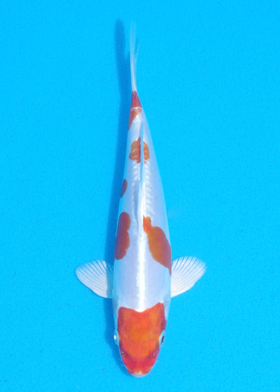 18.5cm Kikisui (Byer Koi Farm) REF - MA99