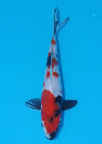 23cm Showa (Sekiguchi) REF - OCT061