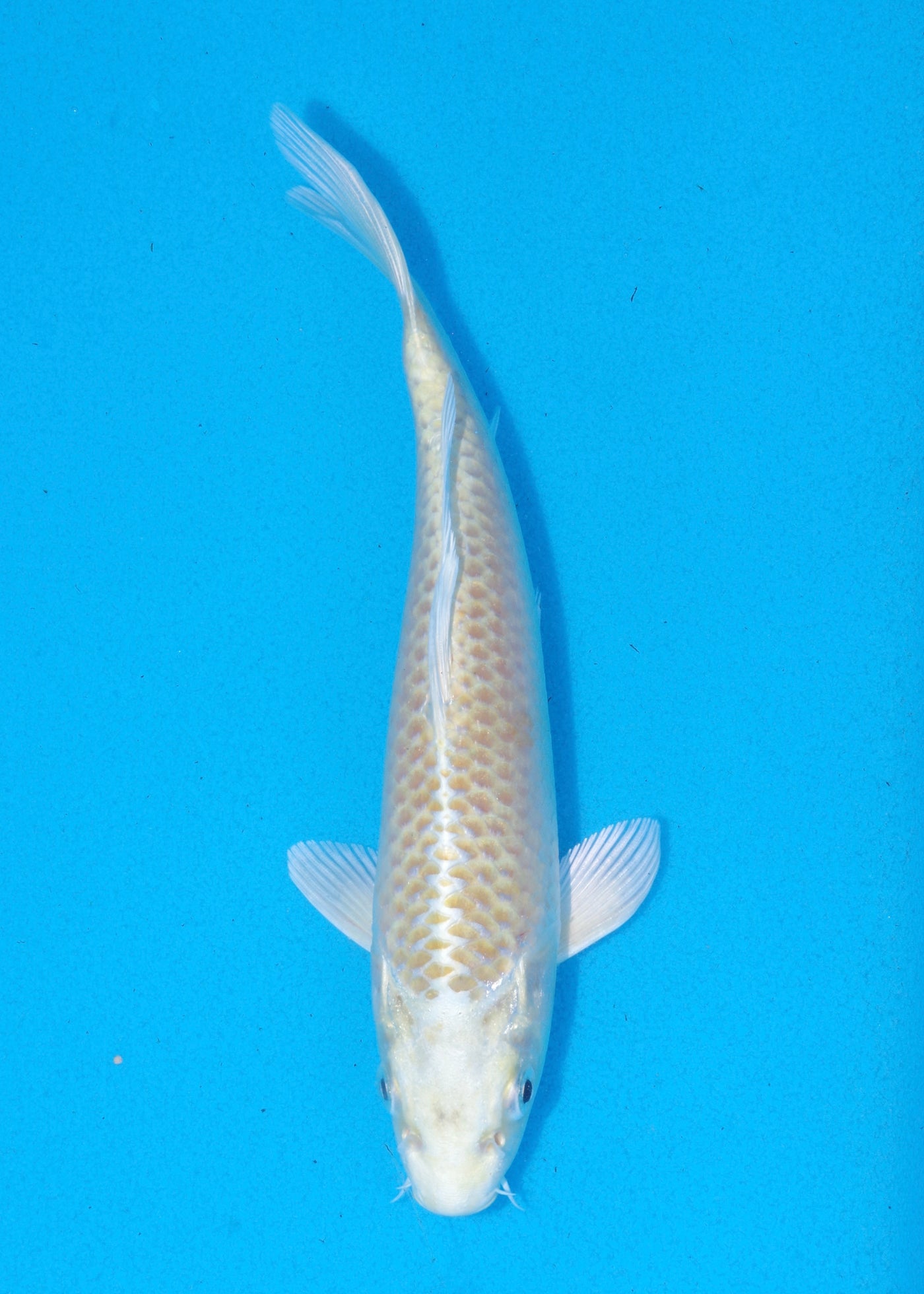 21cm Yamabuki Ogon (Byer Koi Farm) REF - MA101