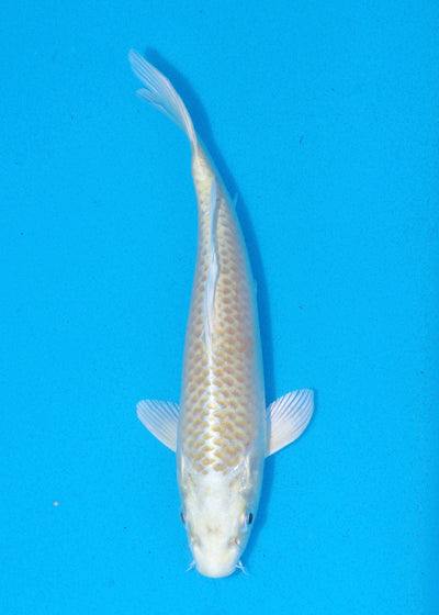 21cm Yamabuki Ogon (Byer Koi Farm) REF - MA101