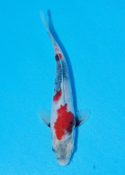 25cm Showa (Sekiguchi) REF - OCT063