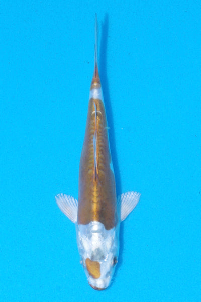 17cm Doitsu Kogane Ochiba (Byer Koi Farm) REF - MA103