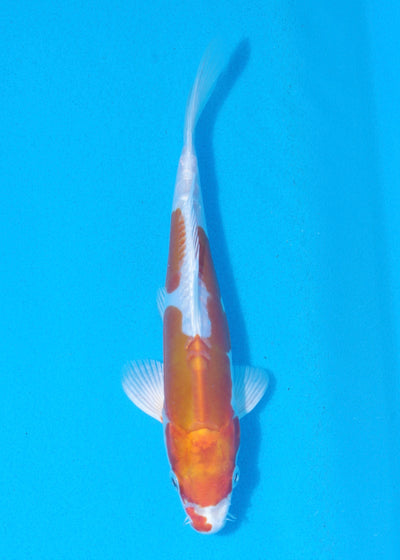 19cm Kikisui (Byer Koi Farm) REF - MA104