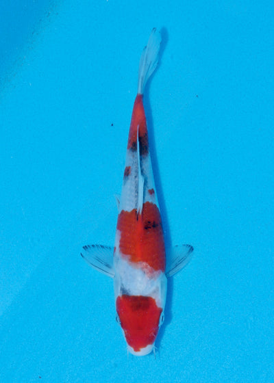 22cm Showa (Sekiguchi) REF - OCT065