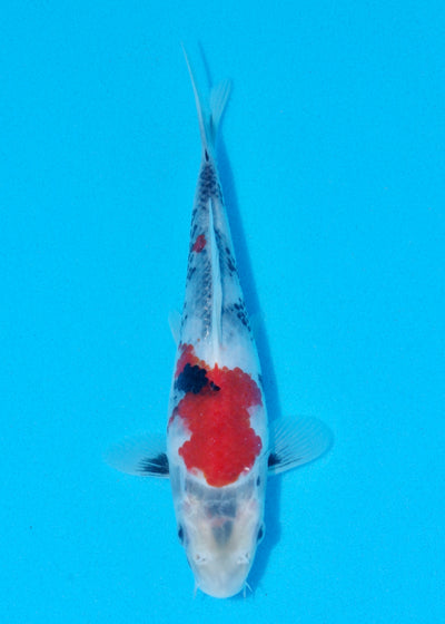 22cm Showa (Sekiguchi) REF - OCT066