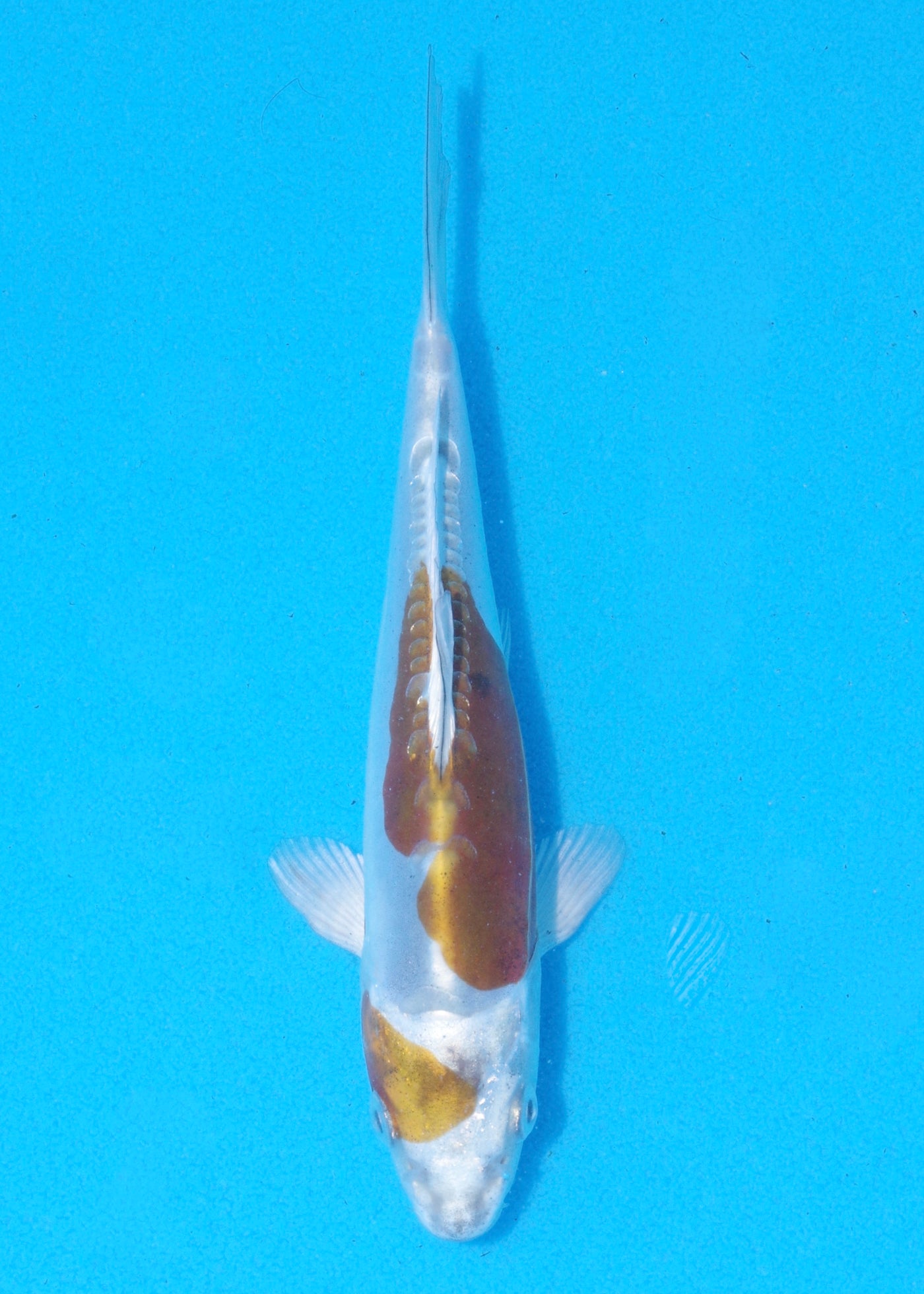 15.5cm Doitsu Kogane Ochiba (Byer Koi Farm) REF - MA106