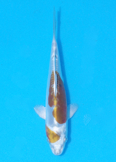 15.5cm Doitsu Kogane Ochiba (Byer Koi Farm) REF - MA106