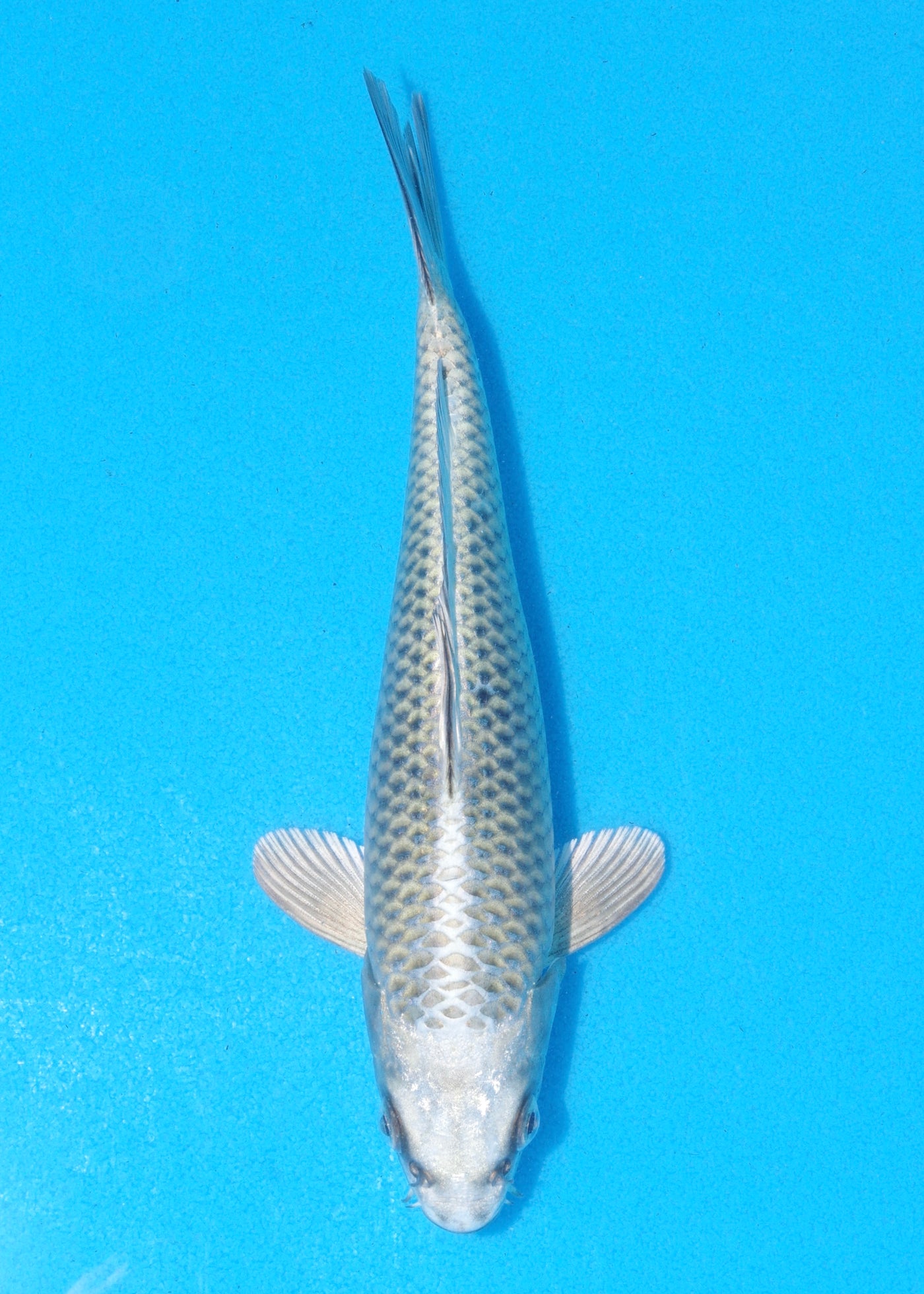 21.5cm Mukashi Ogon (Byer Koi Farm) REF - MA102