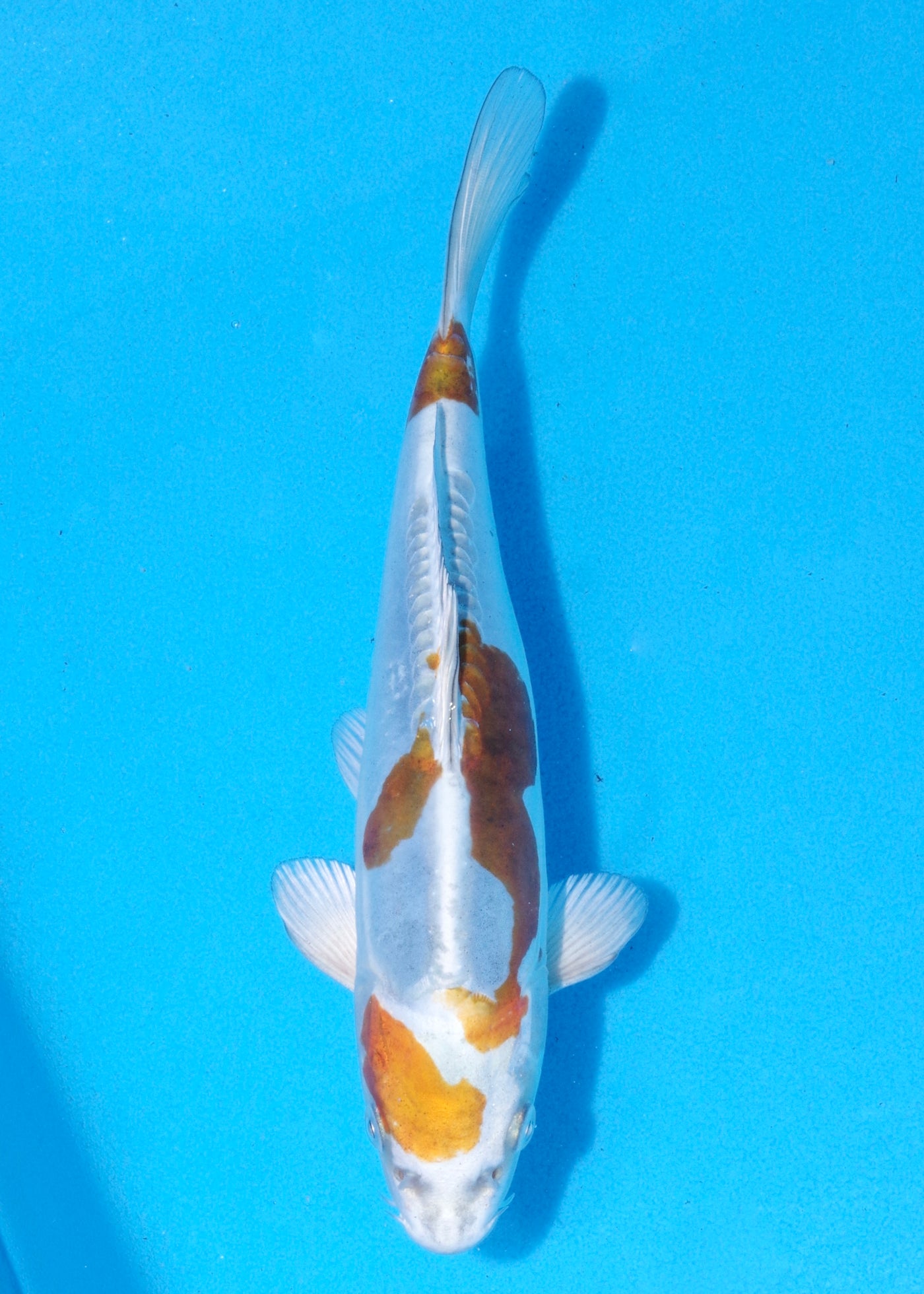 24cm Doitsu Kogane Ochiba (Byer Koi Farm) REF - MA41