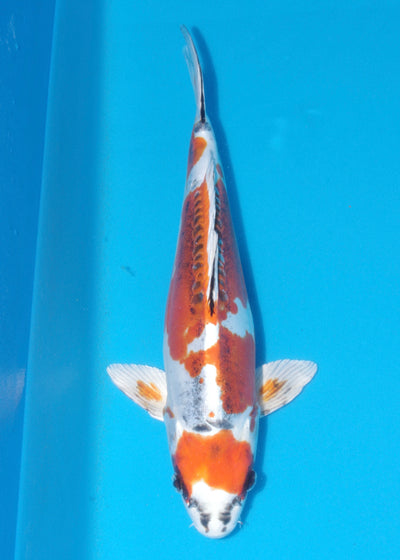 40cm Beni Kikokuryu (Kaneko) REF - OCT005