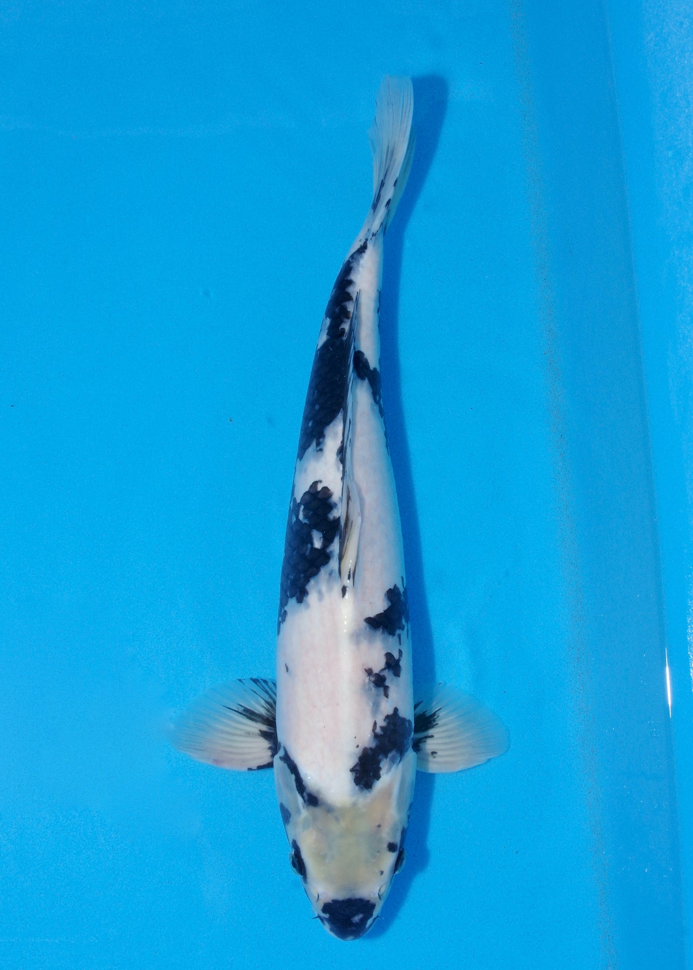 44cm Shiro Utsuri (Kaneko) REF - JUN63
